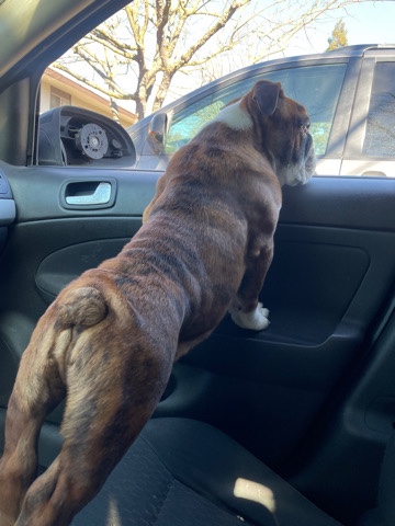 English bulldog male