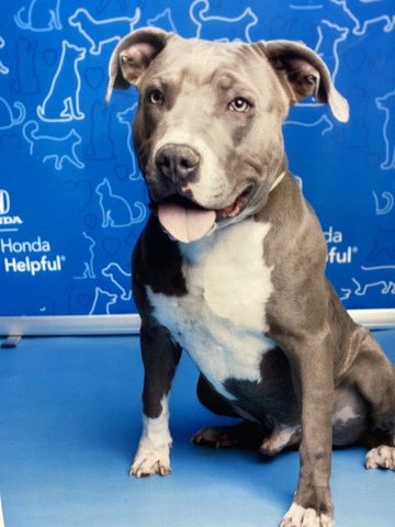 American Pit Bull Terrier – Rehome my pet 30 day time window.