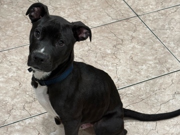 American Pit Bull Terrier – Champ – Pico Rivera