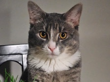 American Shorthair – Max – Laurel