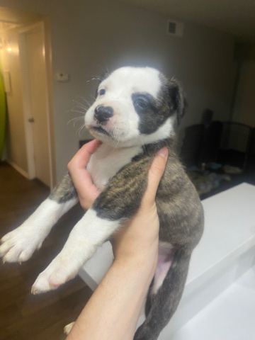 American Pit Bull Terrier – American Pit bulls