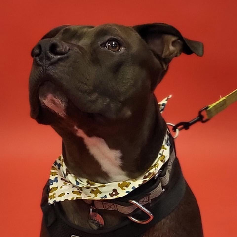 American Pit Bull Terrier – adoptable! give this sweet boy a forever home!