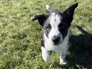 9 week old Border Collie Puppy 
