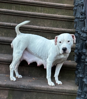 American Bulldog – Blue nose