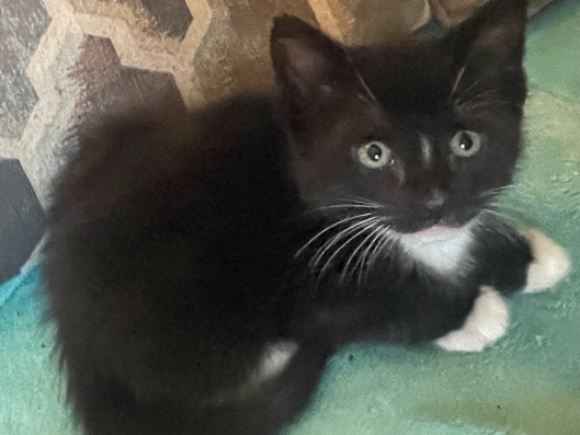 Male Tuxedo short/medium length hair – Watervliet