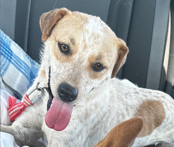 Australian Cattle Dog – Sweet puppy nova