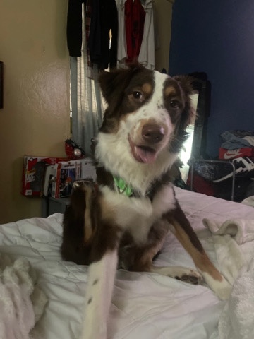 Australian Shepherd – needs a new home Dasher