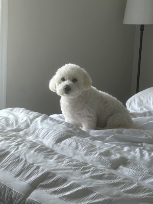 Poodle – Meet Milo & Louie – The Ultimate Loving Duo! 🐾 – Fort Lauderdale