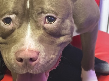 American Pit Bull Terrier – Dex needs a new Home – Daytona Beach