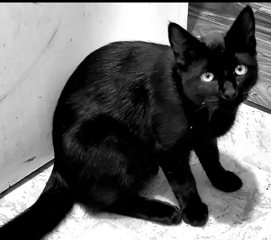 Bombay – Mother and kittens