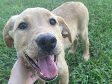Labrador Retriever – Puppy – Jacksonville