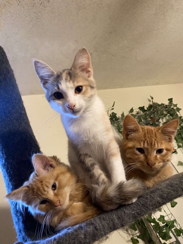 cats for free