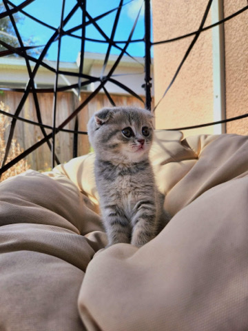 Scottish Fold – Scottish Fold Kitten
