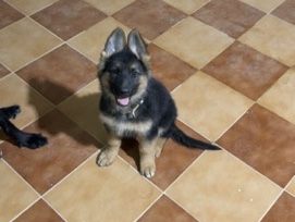 German Shepherd – جيرمن – الرياض