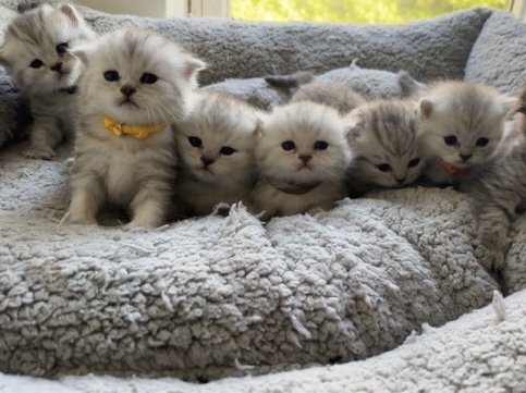 Scottish Fold – Persian Folds (Rare Mix)
