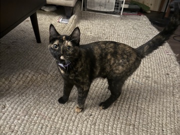 American Shorthair – Rehome 2 Kittens – Chicago
