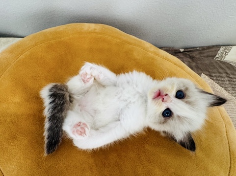 Ragdoll – Ragdoll Kitten – Houston