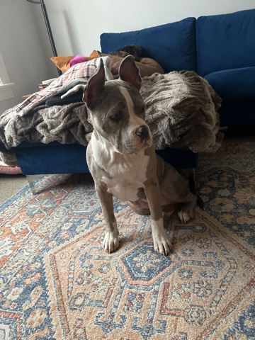 American Pit Bull Terrier – for sale