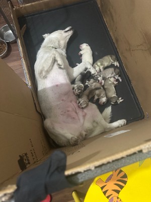 Siberian Husky – Siberian husky for sale, puppies – London Borough of Newham