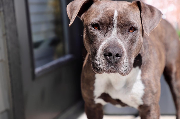 American Pit Bull Terrier – Pitty Needs New Home