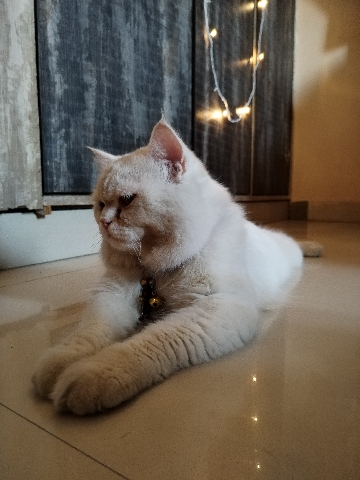 Persian (Modern) – White persian cat