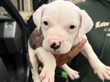 American Pit Bull Terrier – snow 7 weeks old – Central Islip