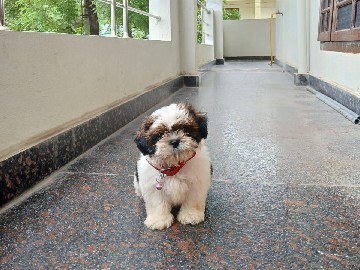 Shih Tzu – shitzuu puppy's available show quality puppies