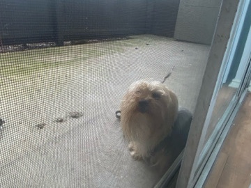 Others - Female Yorkie available for adoption in Dallas