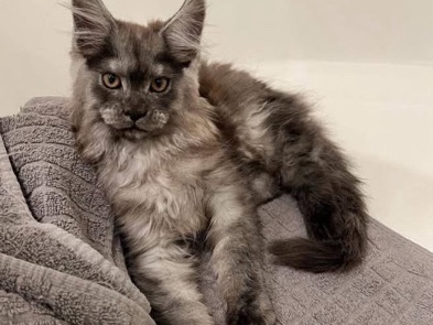 Maine Coon – Maine coon, kitten name: Dustin – Philadelphia