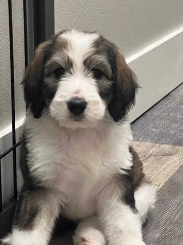 Bernedoodle Puppies