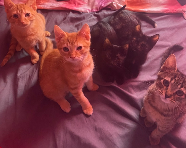 Cats For Sale