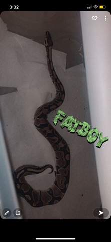 2 year old ball python boy