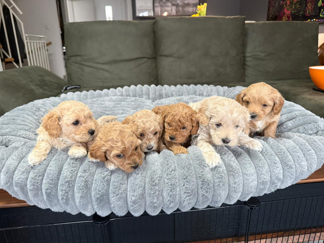 Maltipoo – Cokapoo / Maltipoo Welpen – Frankfurt am Main