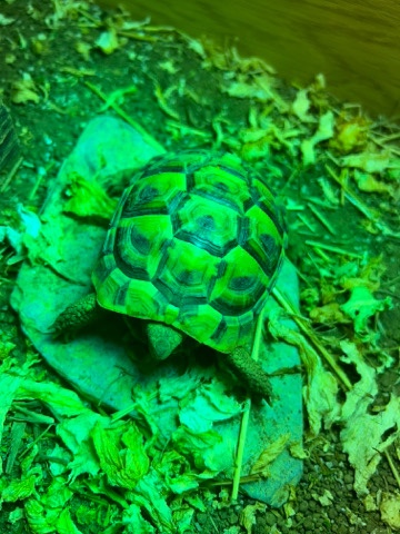 Any – Tortoise for sale