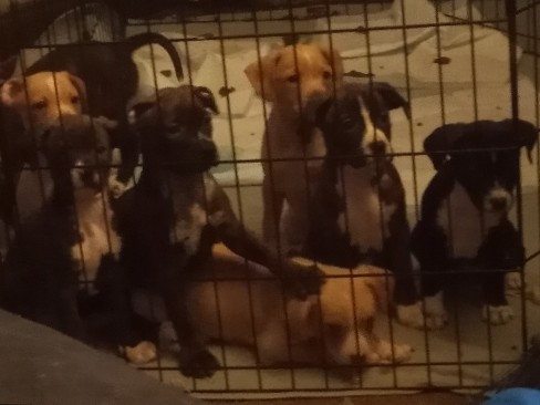 Brittany – Brittany Spaniel/pit puppies