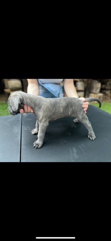 cane Corso puppy