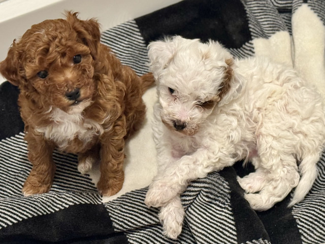 Poodle – miniature poodles – Batavia