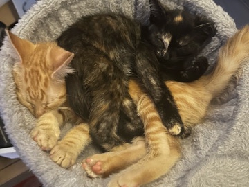 American Shorthair – Multiple kittens. – Dover