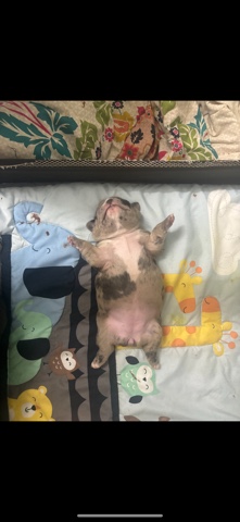 French Bulldog – 5 week old Frenchie Merle