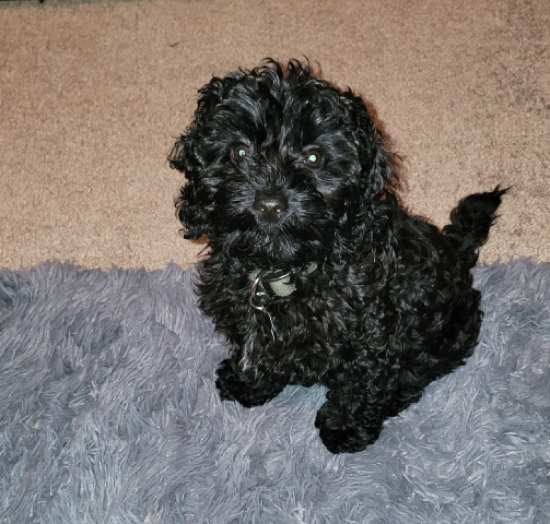 Poodle – playful pup for sale