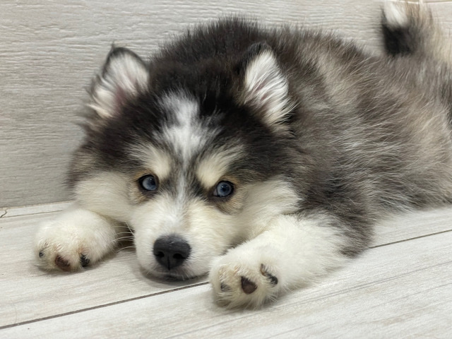 Pomeranian – Pomsky Puppy