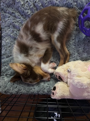 Australian Shepherd – Australian sheaperd