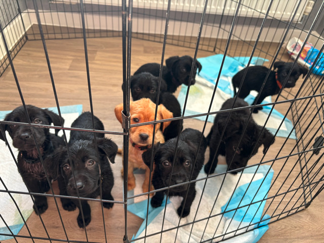 Labrador Retriever – Labrador puppies