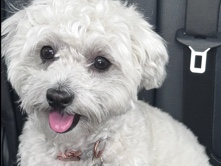 Image of Maltipoo
