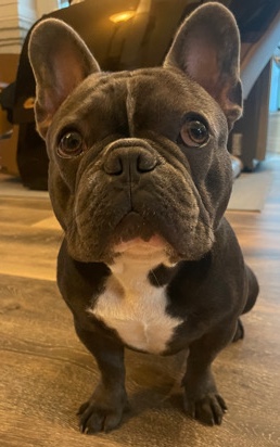 French Bulldog – Frenchie Stud Service