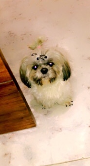 Shih Tzu – selling puppy