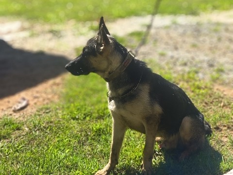 German Shepherd – Male German Shepherd (not neutered) – Seneca