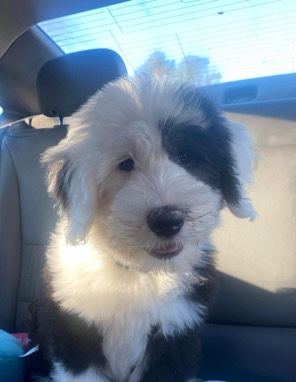 Old English Sheepdog