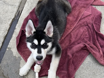 Siberian Husky – In need of rehoming – San Jose