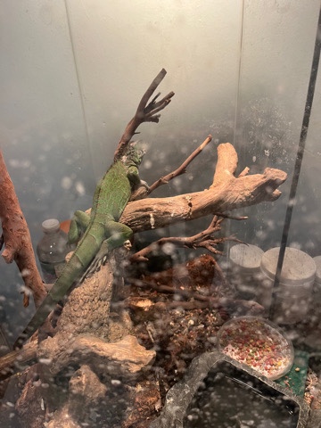 Dino needs a bigger home
